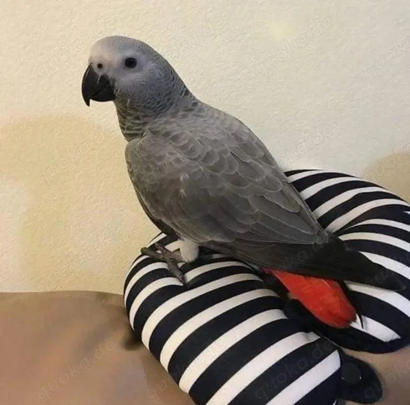 Süße Papagei mit Käfig