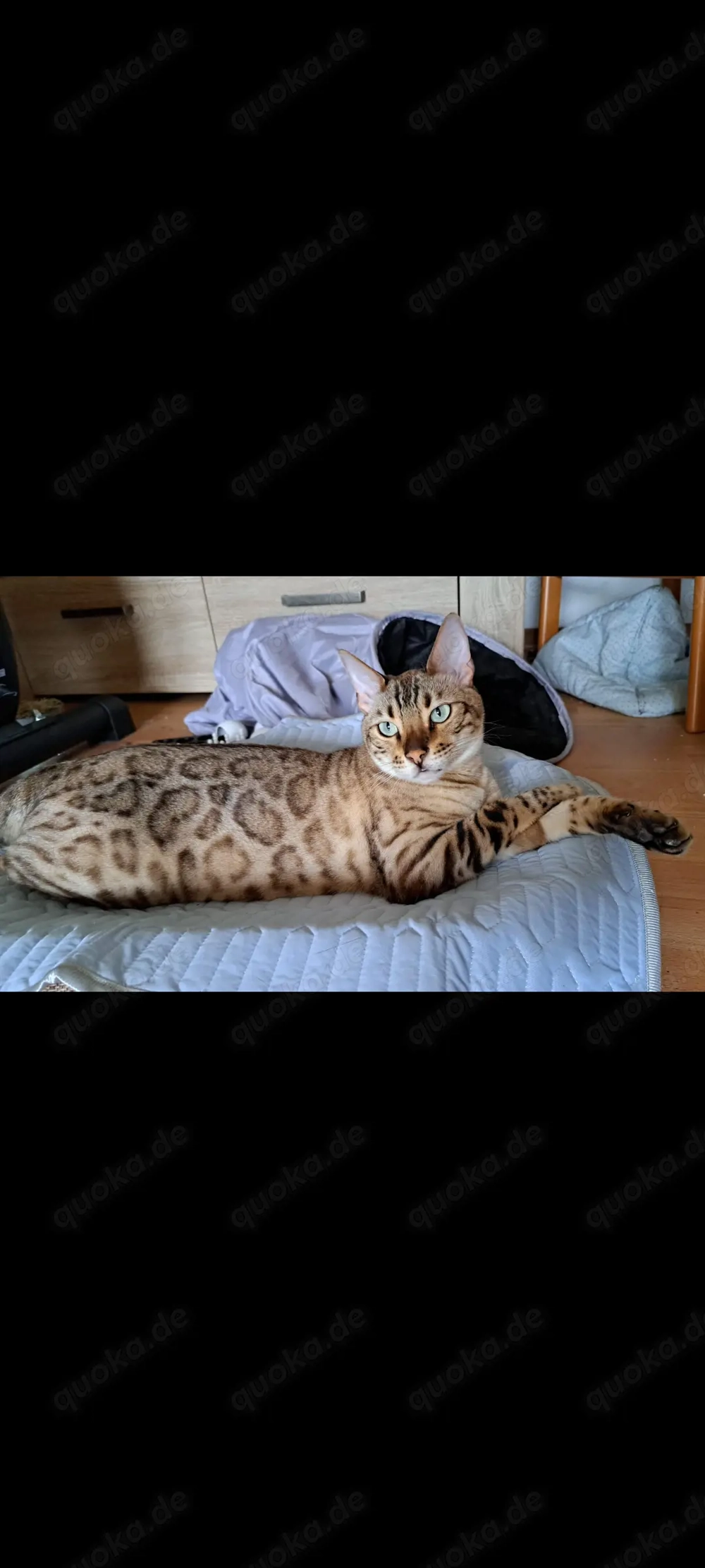 Bengalkatze und Siamkatze 2 Jahre suchen schönes Zuhause