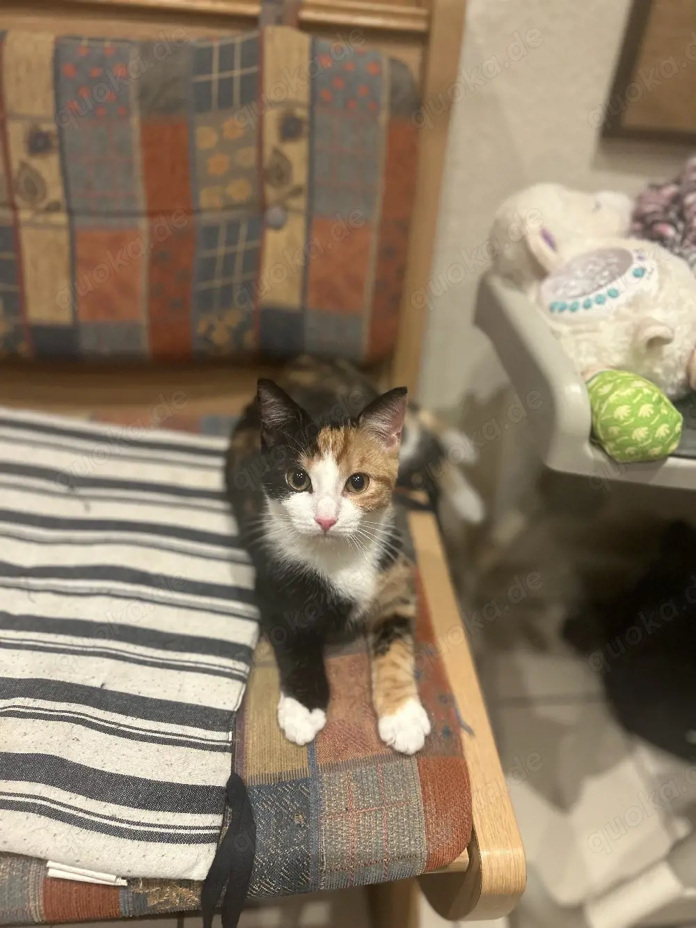 katze sucht neues Zuhause 