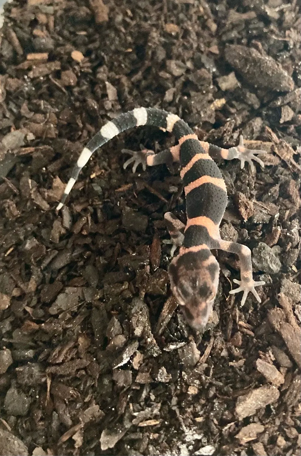 0,0,1 Goniurosaurus toyamai