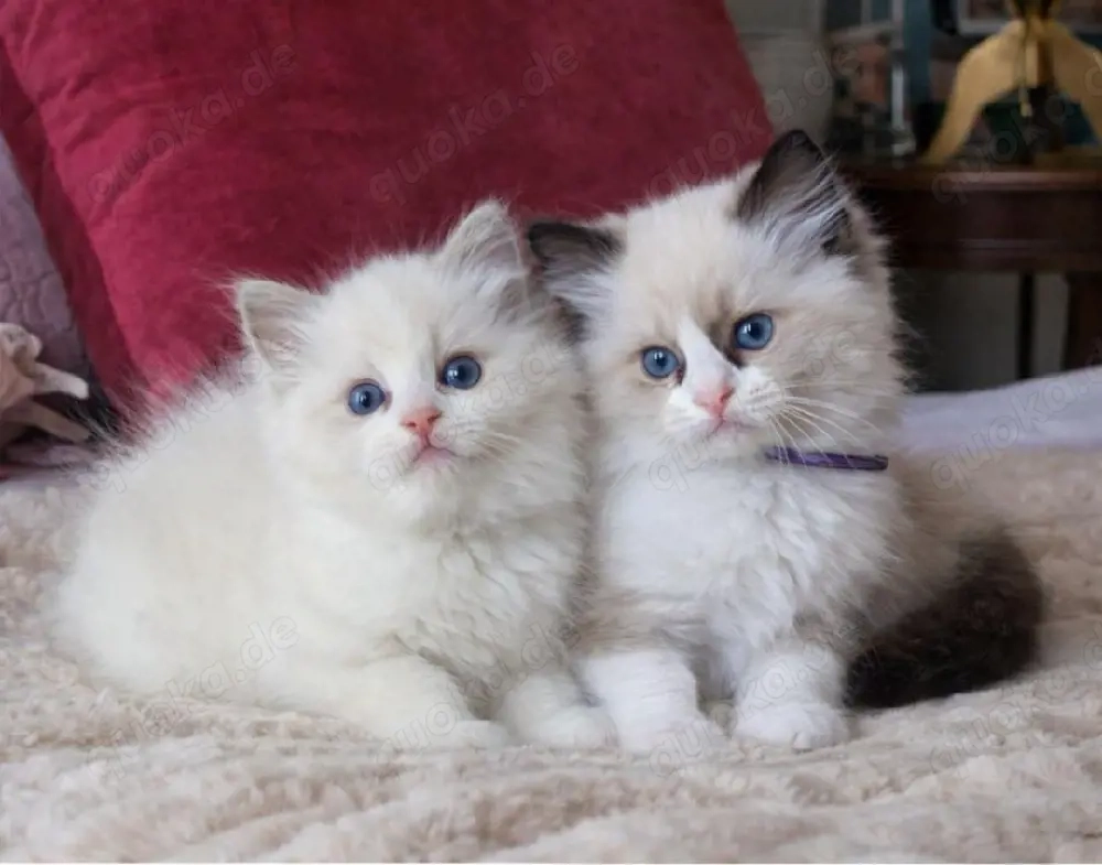 Ragdoll-Kätzchen
