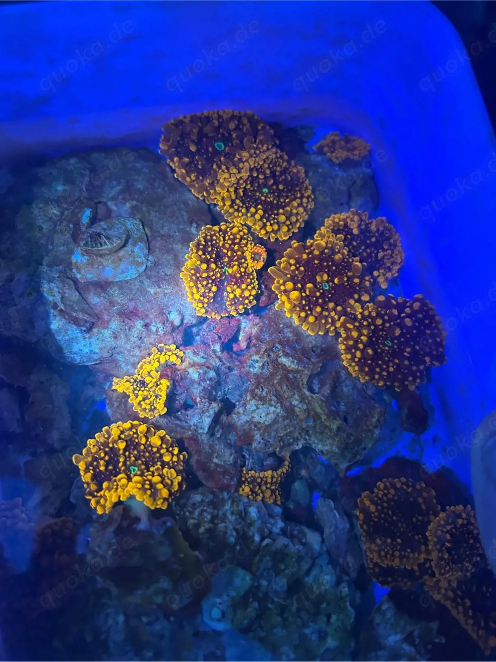 ricordea Meerwasser koralle