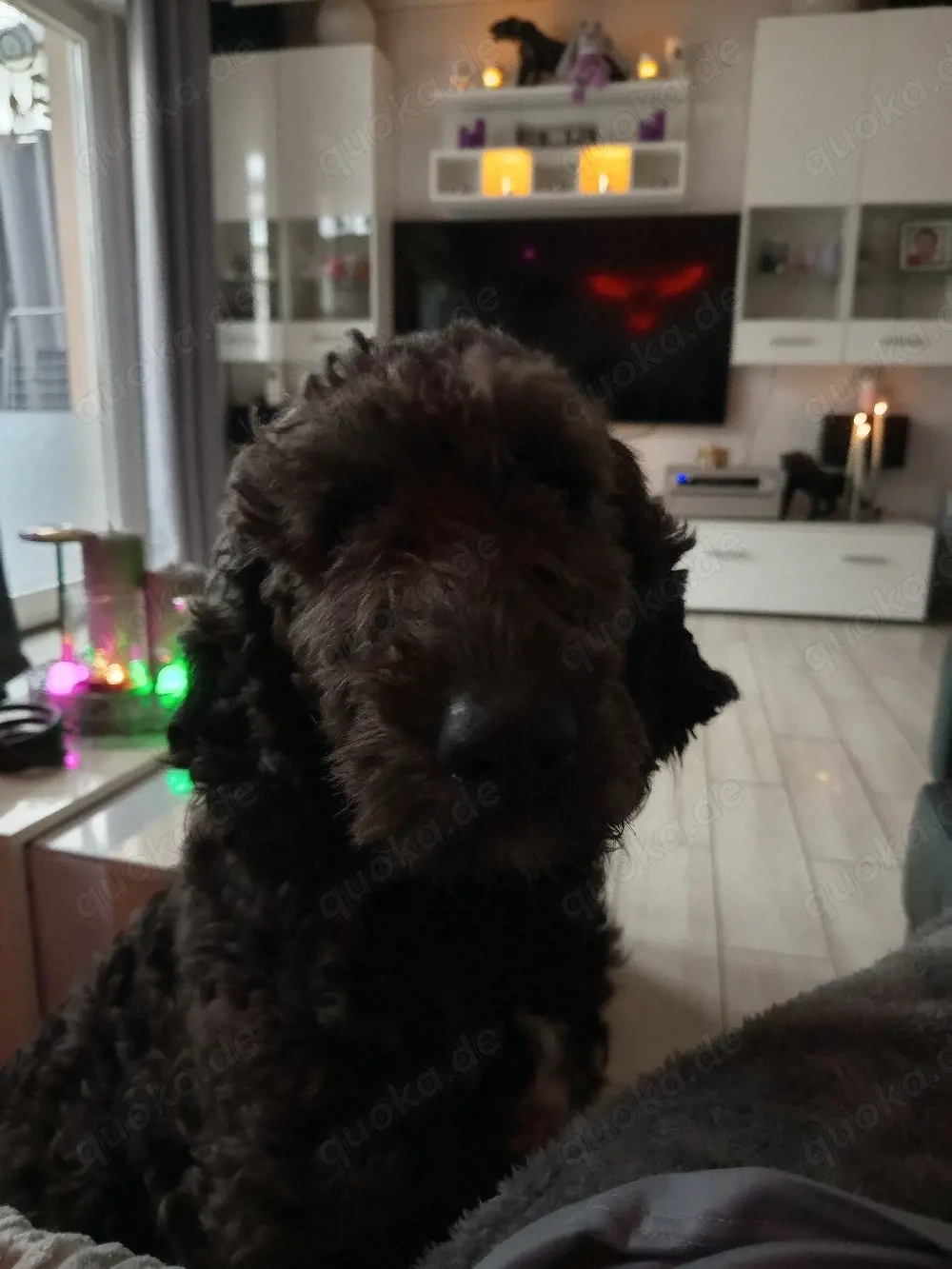 Goldendoodle Hündin 4 jahre