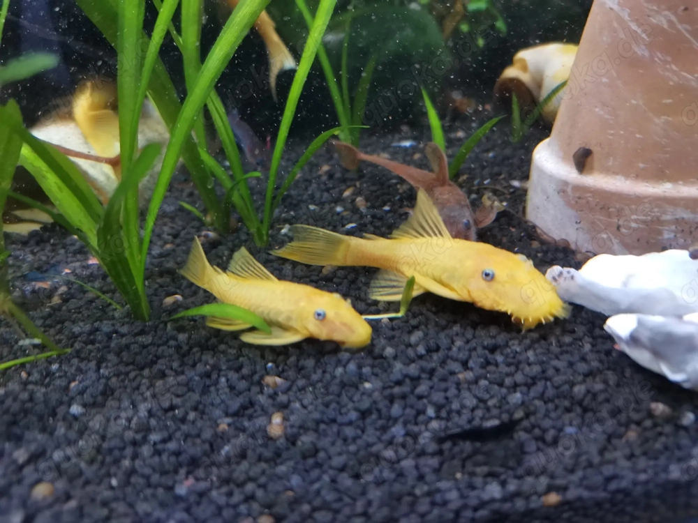 Ancistrus L144 Yellow Gelb Welse mit dunklen Augen kein Albino