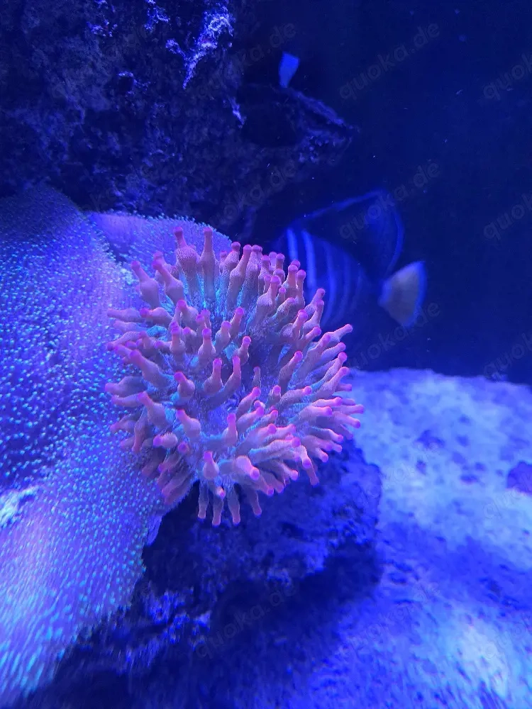Quadricolor Anemone Meerwasser
