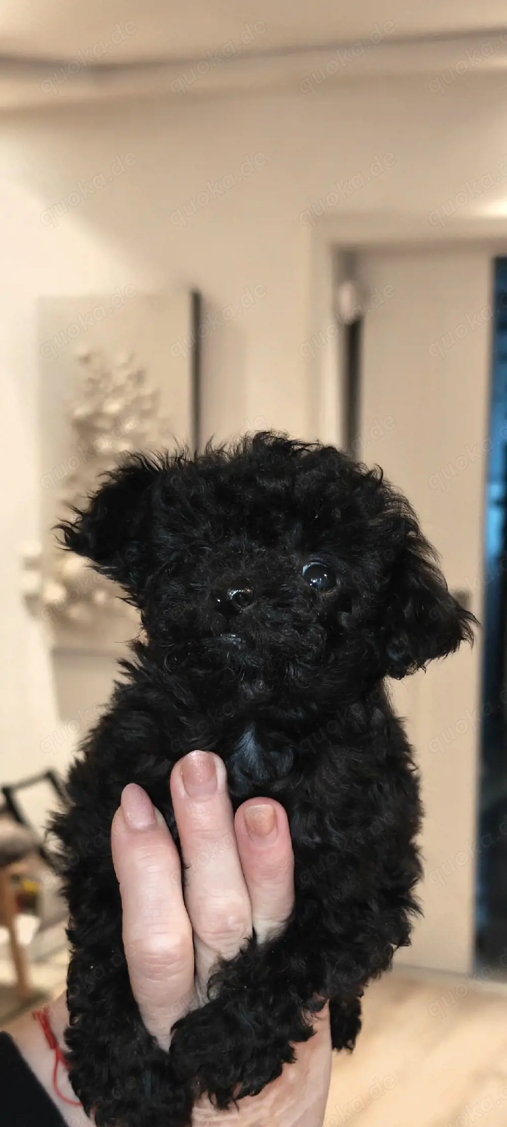 toy pudel Welpen sucht neue Zuhause 