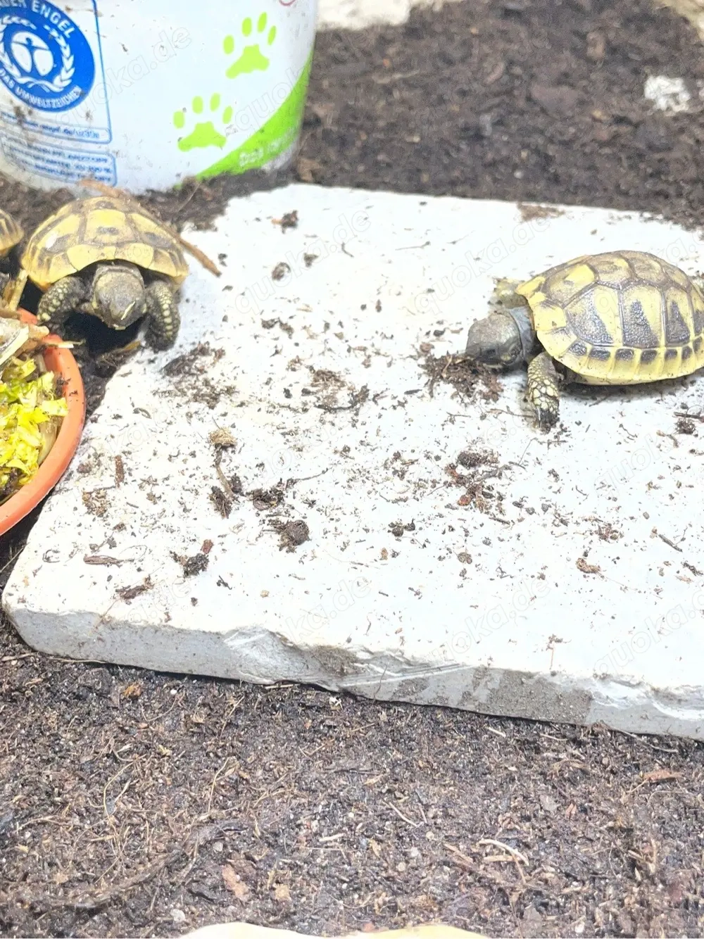 Griechische Landschildkröten testudo