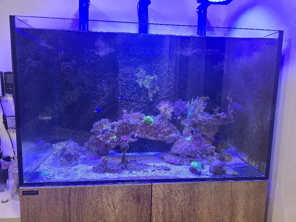 Meerwasser Aquarium Waterbox 90.3