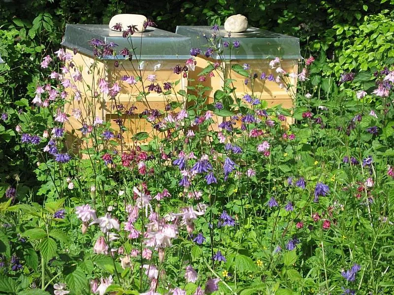  Bienen, Bienenvölker, Bienenvolk, Carnica auf Zander