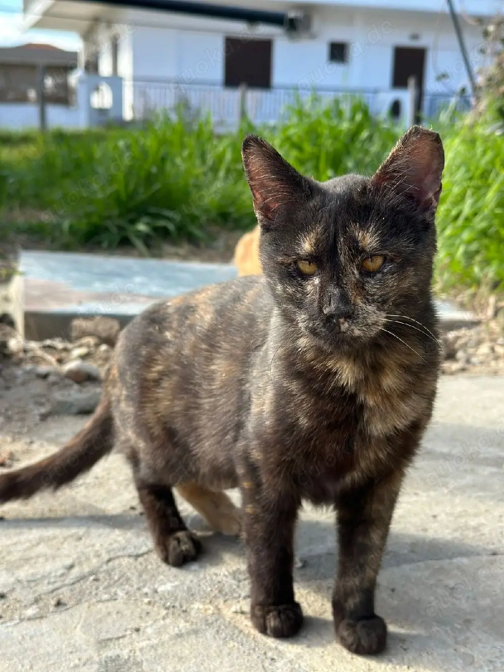 Katze Tierschutz kastriert Bundesweite Vermittlung 