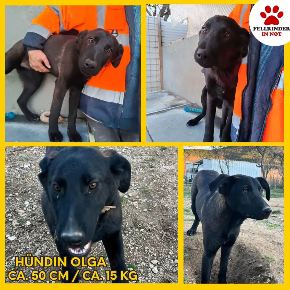 Kluge Mischlingshündin Olga sucht ihr eigenes Körbchen