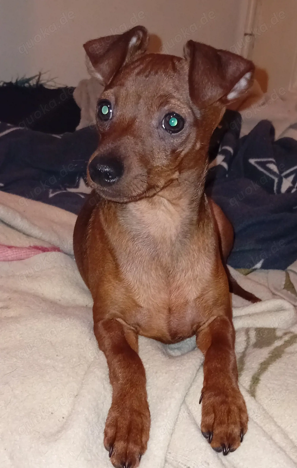 Ich suche neuen Zuhause. 