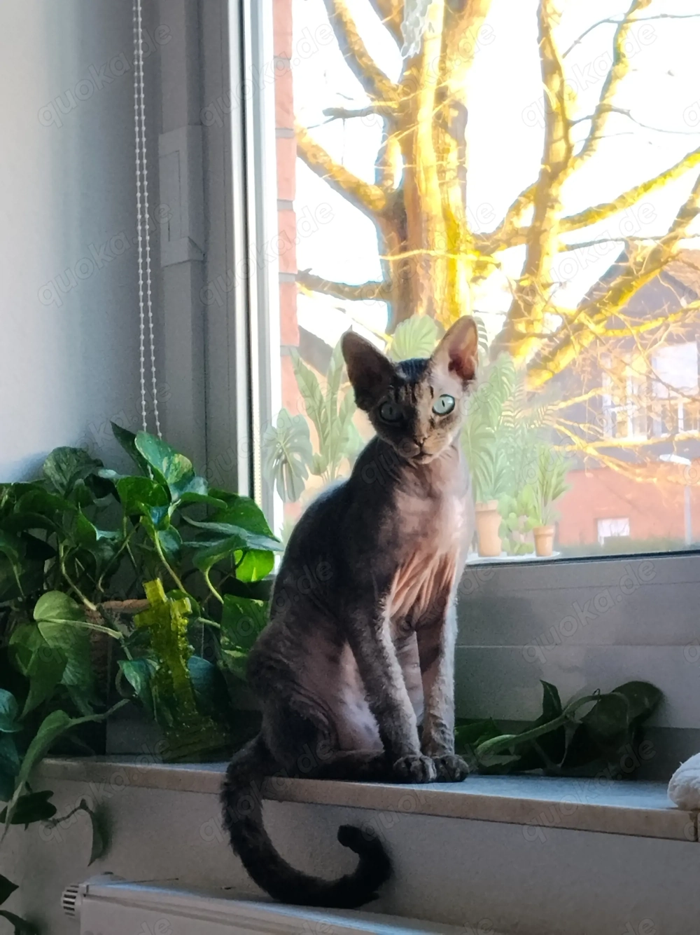 Suche BFF Sphinx Sphynx 