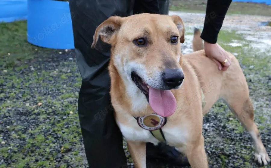 Hübscher Rüde Bernstein		