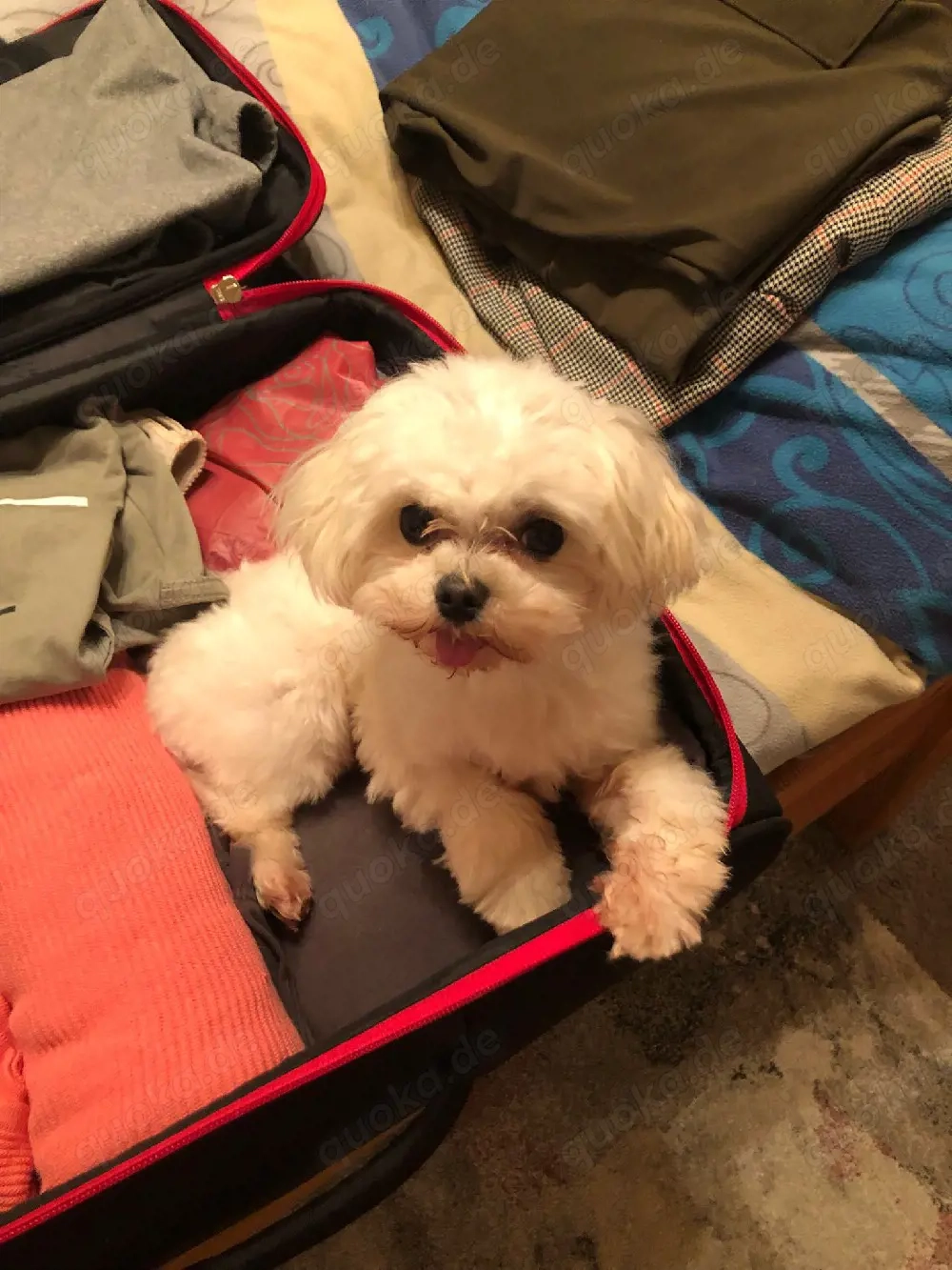 Wunderschöne Welpen verfügbar.  bs