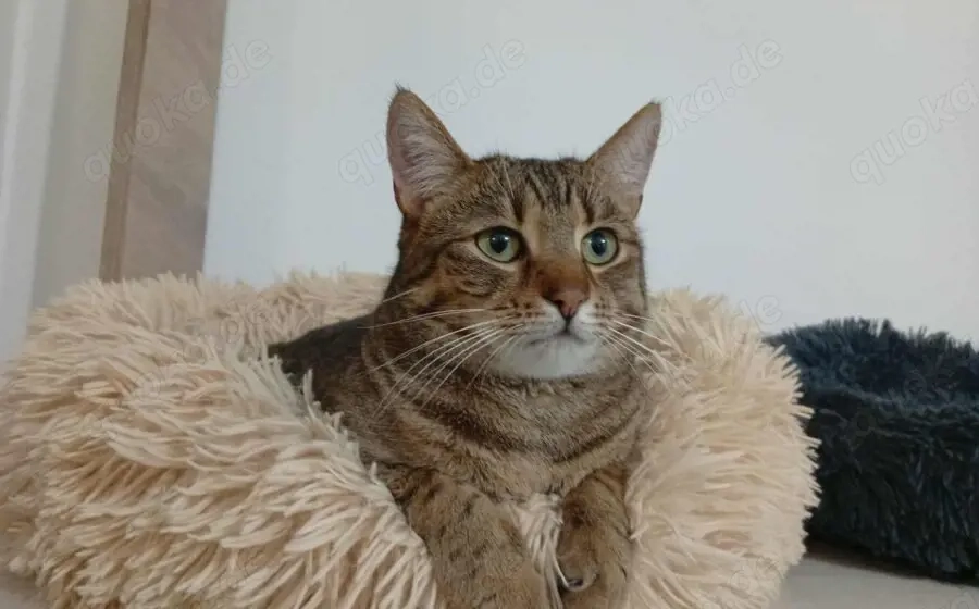 Marbella: verspielt, verschmust, vermittlungsbereit!