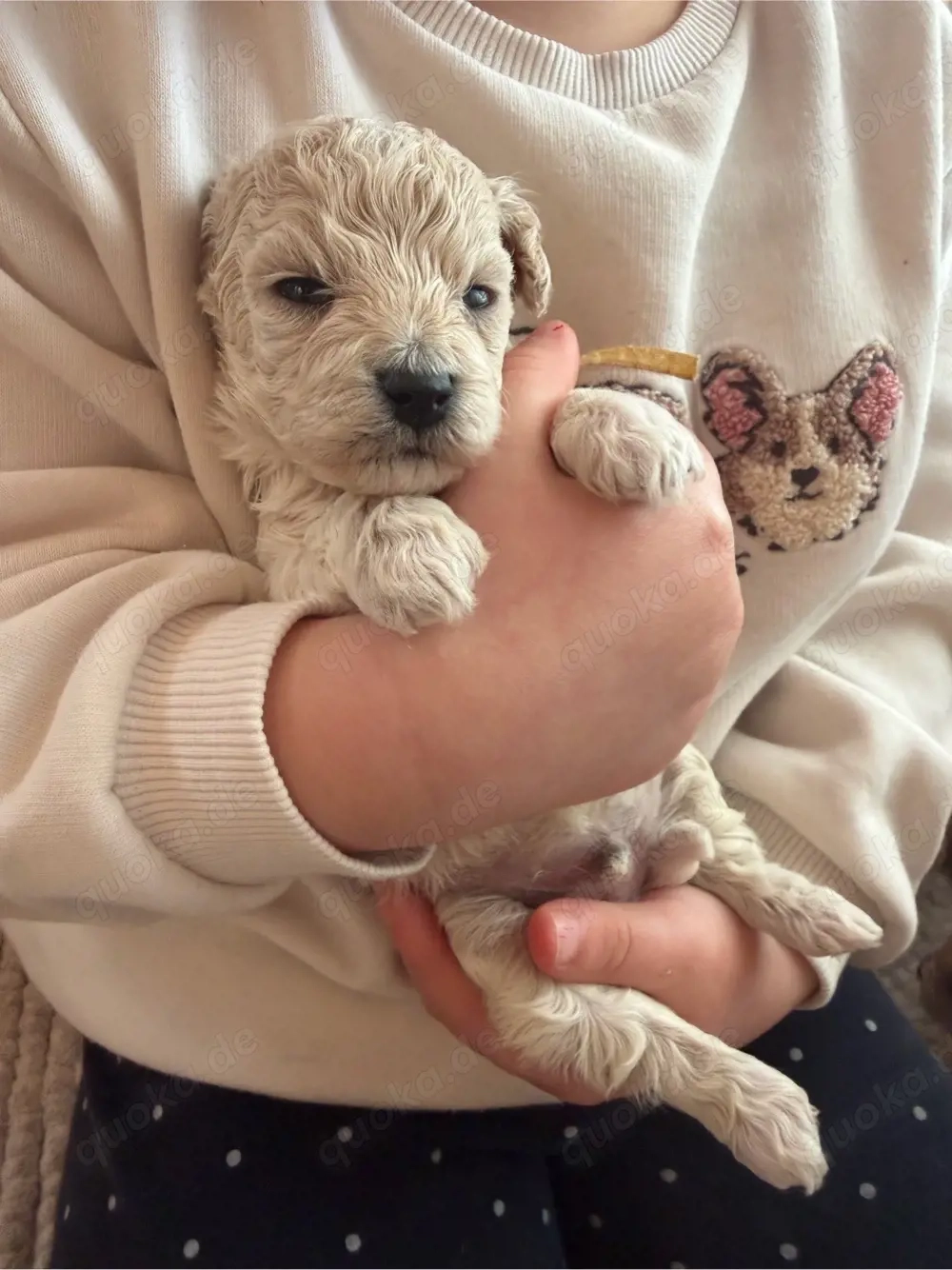 Maltipoo Bichonpoo... Eltern mit Ahnentafel