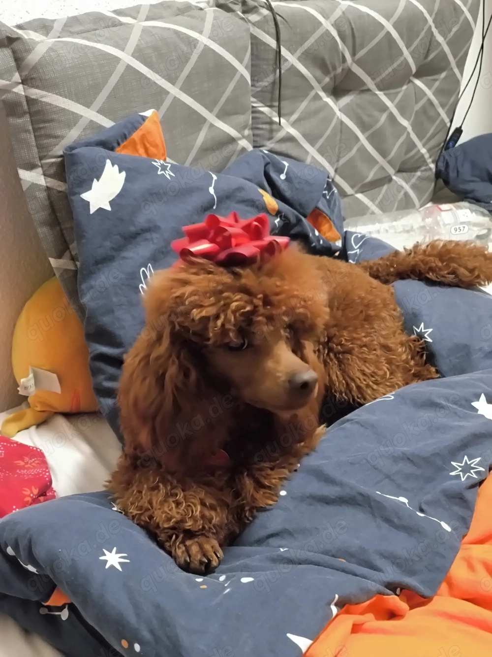 Zwergpudel-Rüde in "Red" sucht sein Glück! 