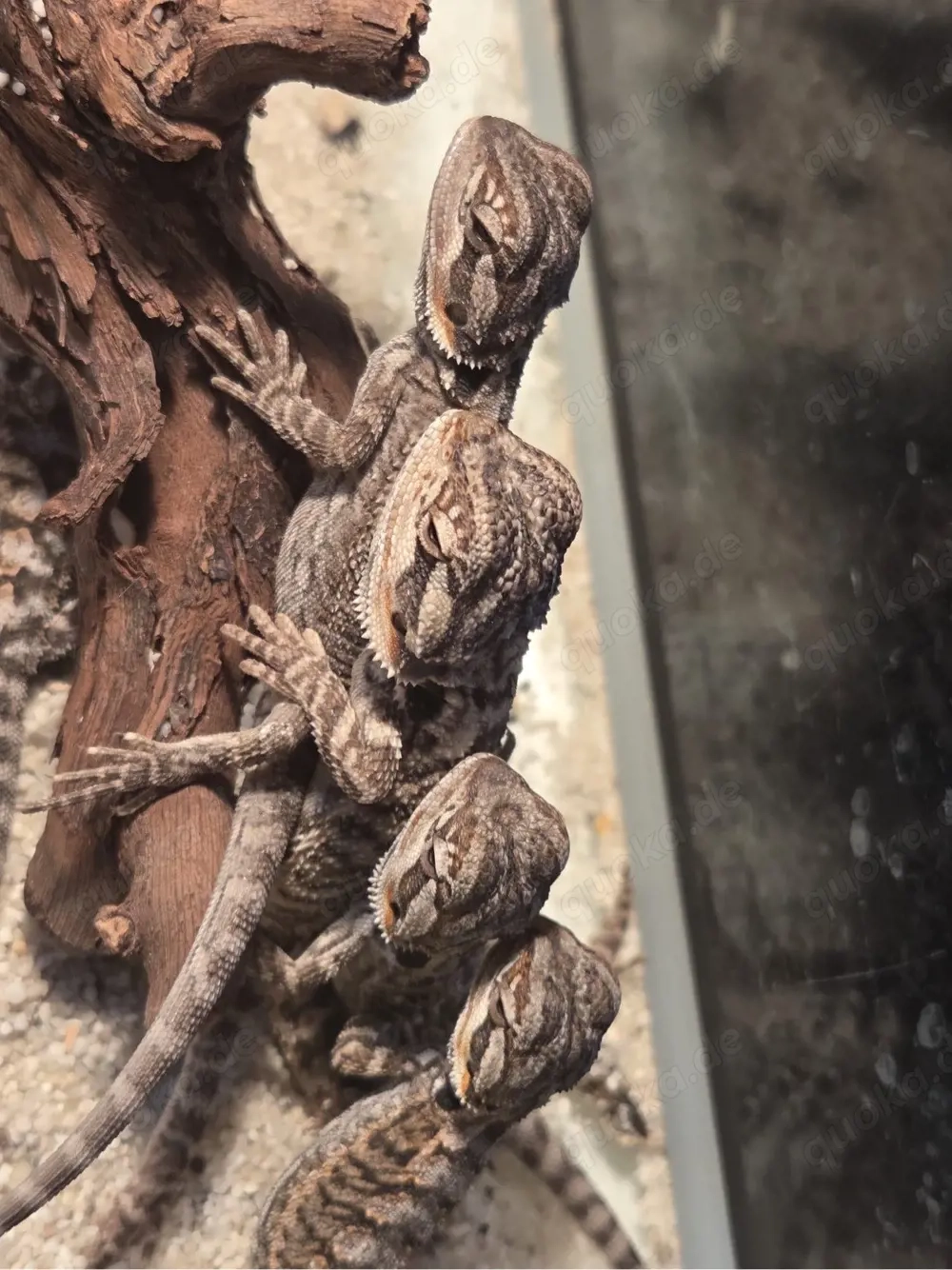 Bartagamen Jungtiere 