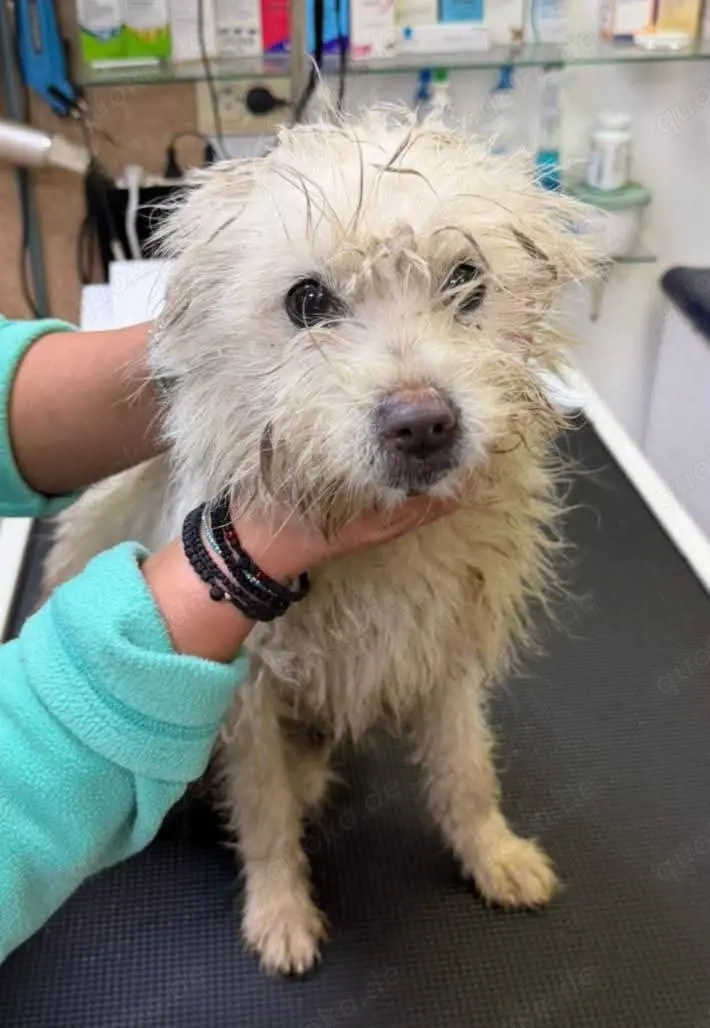 Kuschelmaus Balisto möchte wieder ein Zuhause 