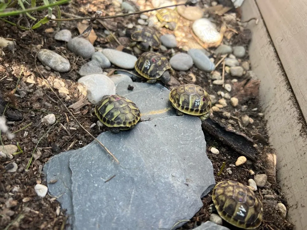 Griechische Landschildkröten TH mit EU Bescheinigung