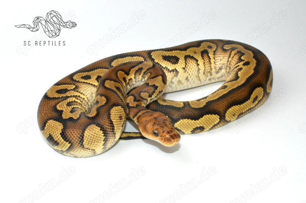 1.0 Mahogany Yellowbelly Clown, Königspython 