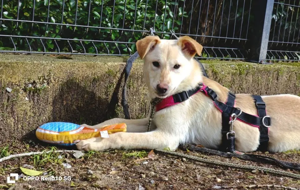 Welpenmädel AMIRA   ein Herz auf vier Pfoten 