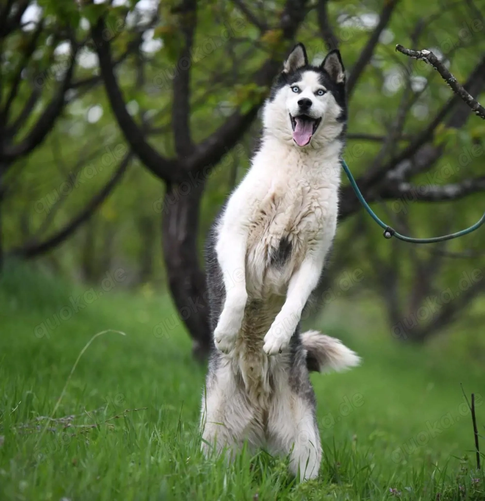 9J Husky Rüde aus Kroatien Ausreise nach Adoption Bundesweit möglich