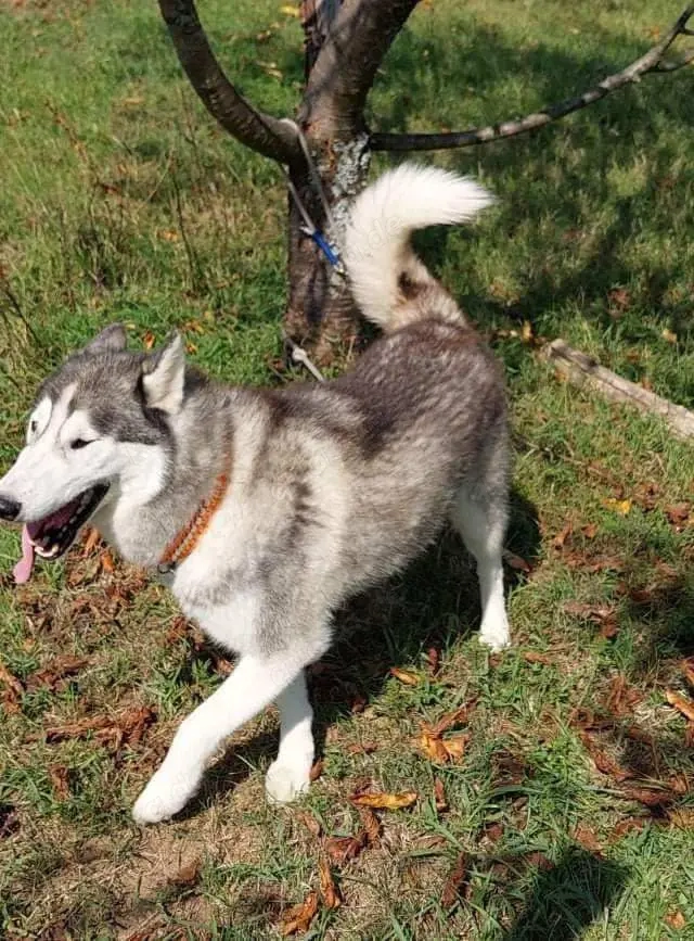 9j Rotkohl Husky Rüde aus Kroatien Bundesweite Ausreise nach Adoption