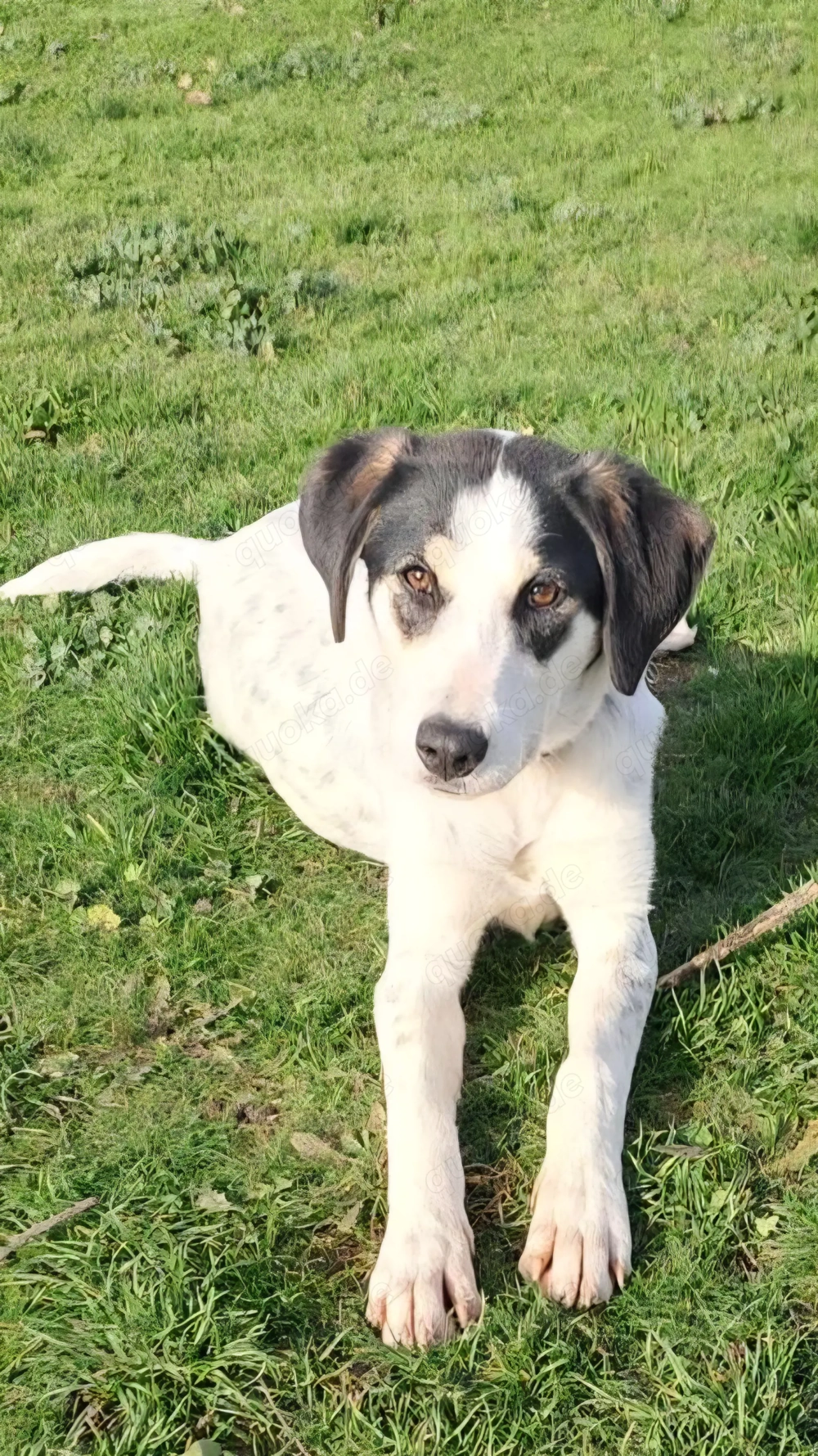 Sissi, 9 Mon., sucht ihr Zuhause