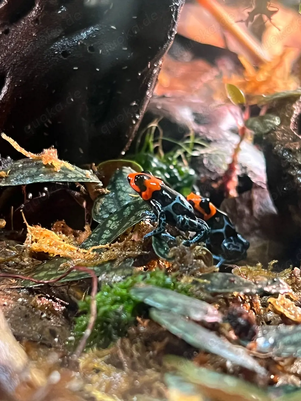 SUCHE Ranitomeya Benedicta Männchen