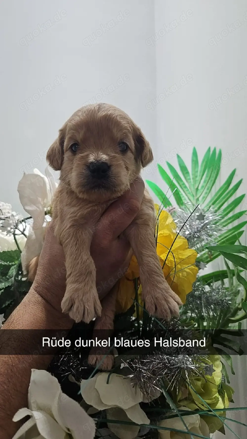 Goldendoodel F1 mini