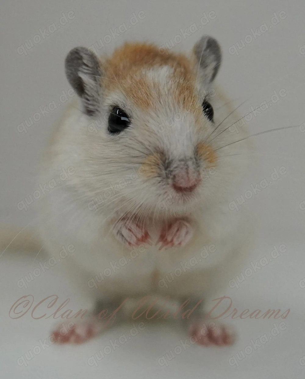 Mongolische Rennmäuse aus seriöser Zucht