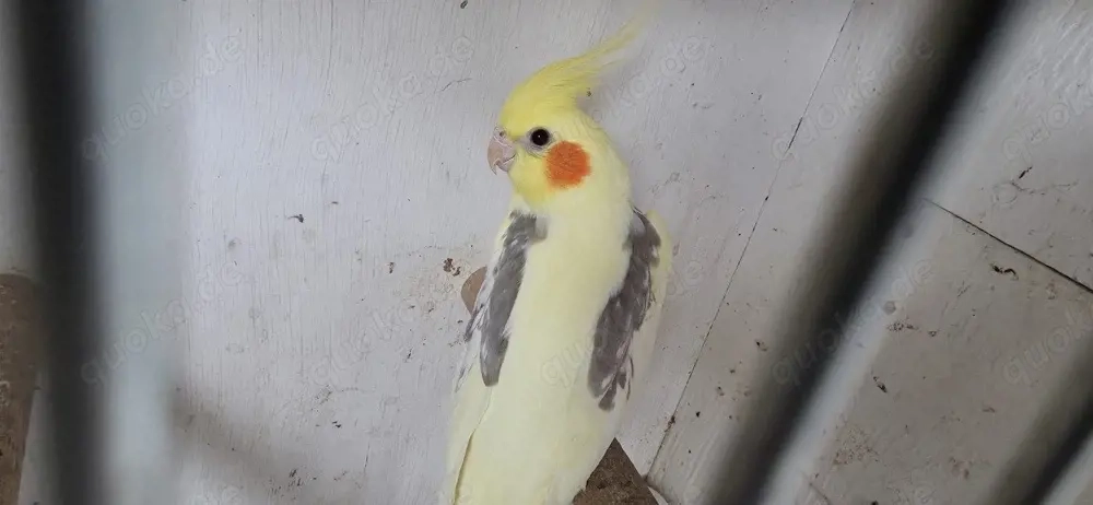 Schöne Junge gelbe Nymphensittiche