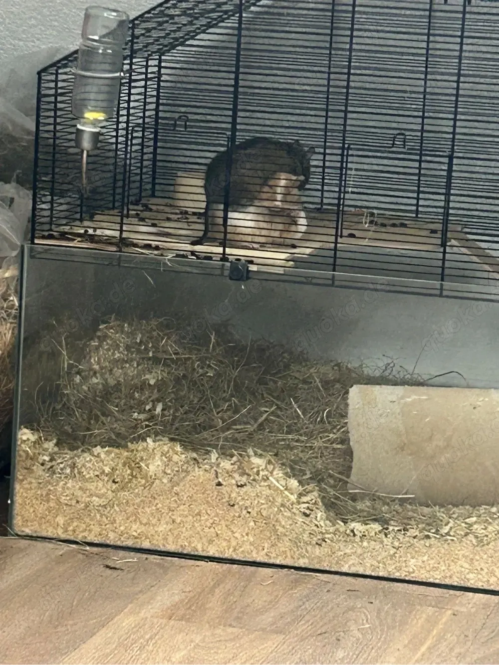 3 Degus mit käffig und streu