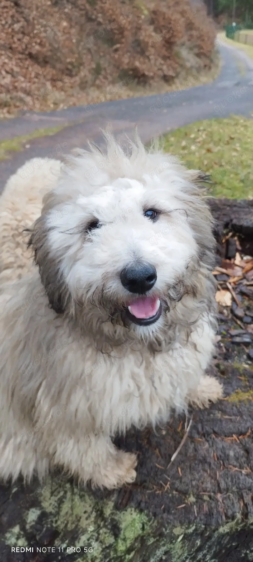 border Doodle Welpen, sehr gut erzogen! Allergiker geeignet, nicht haarend! 