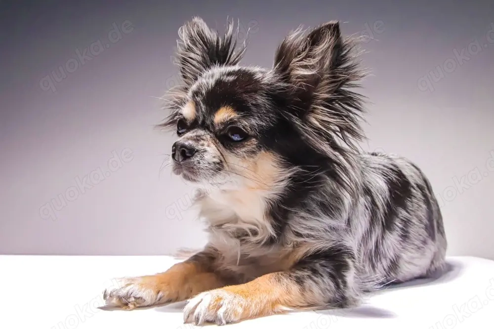 zwei Chihuahua Damen suchen ein neues Zuhause 
