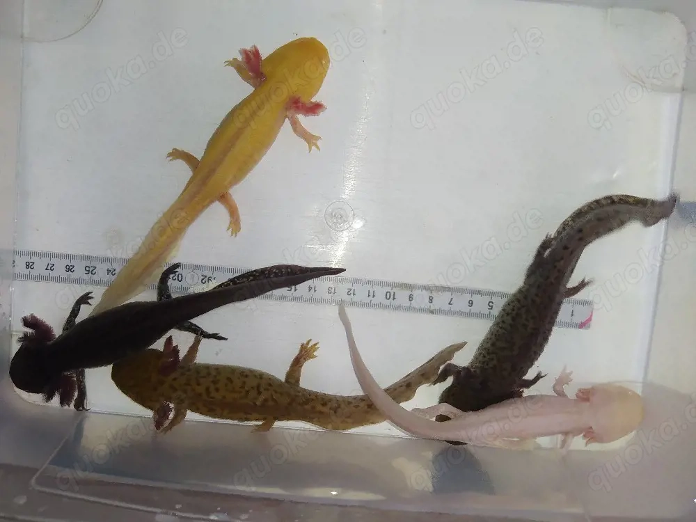 Axolotl Bd. frei .. viele Farben
