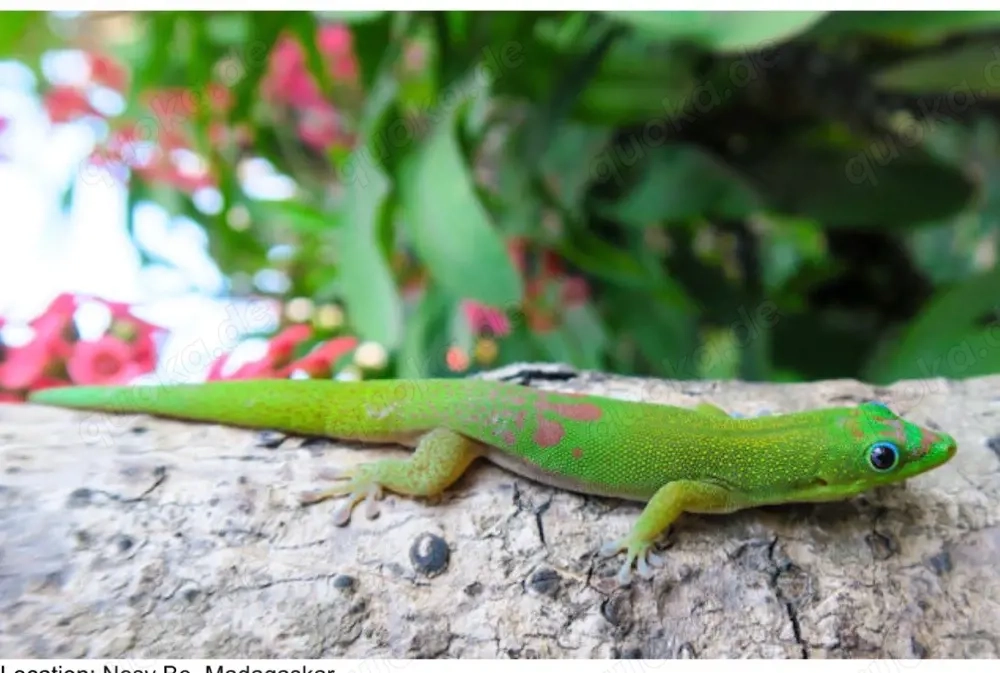 Phelsuma laticauda 
