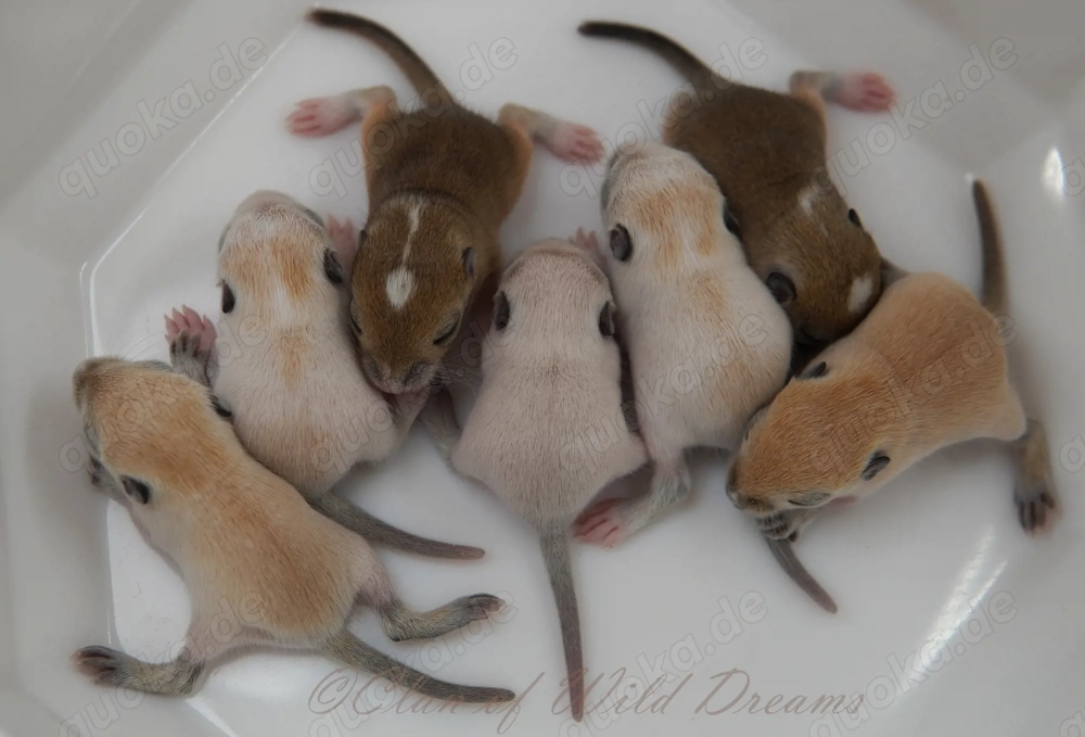Mongolische Rennmäuse aus seriöser Zucht