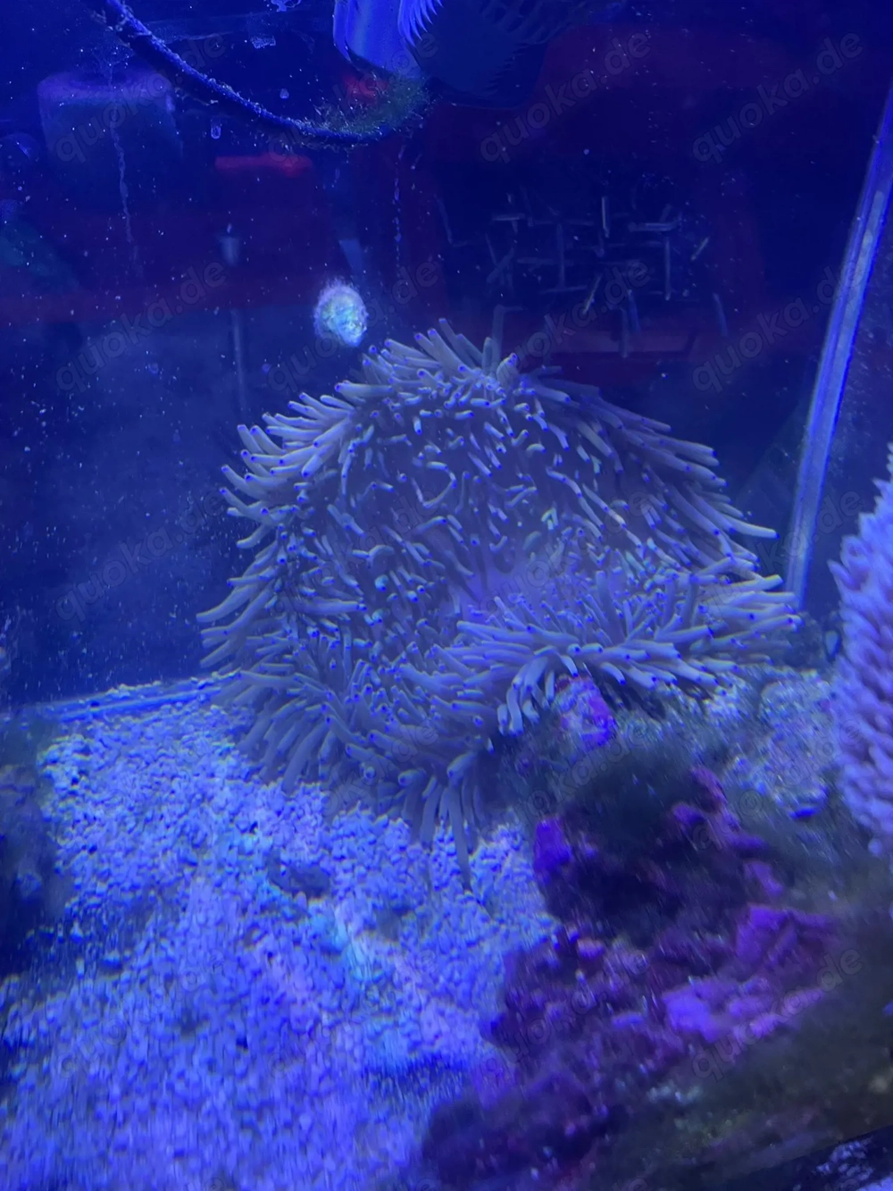 Heteractis Crispa   Lederanemone