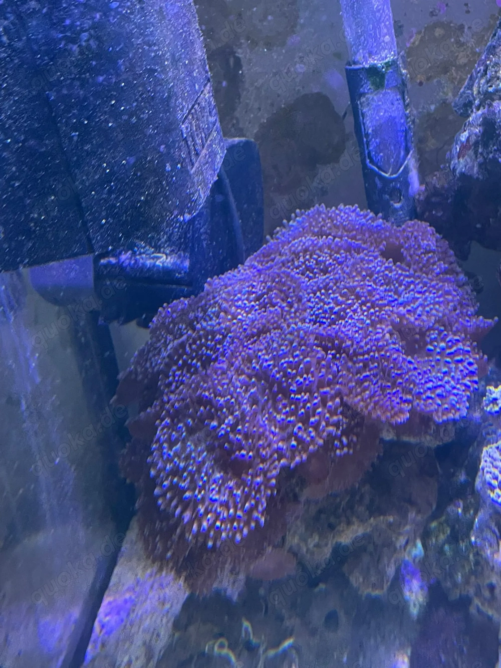 Scheibenanemonen Rhodactis 