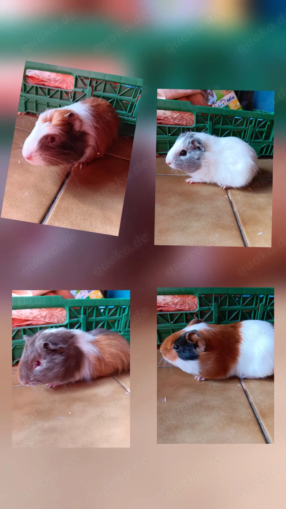 Junge Meerschweinchenjungs