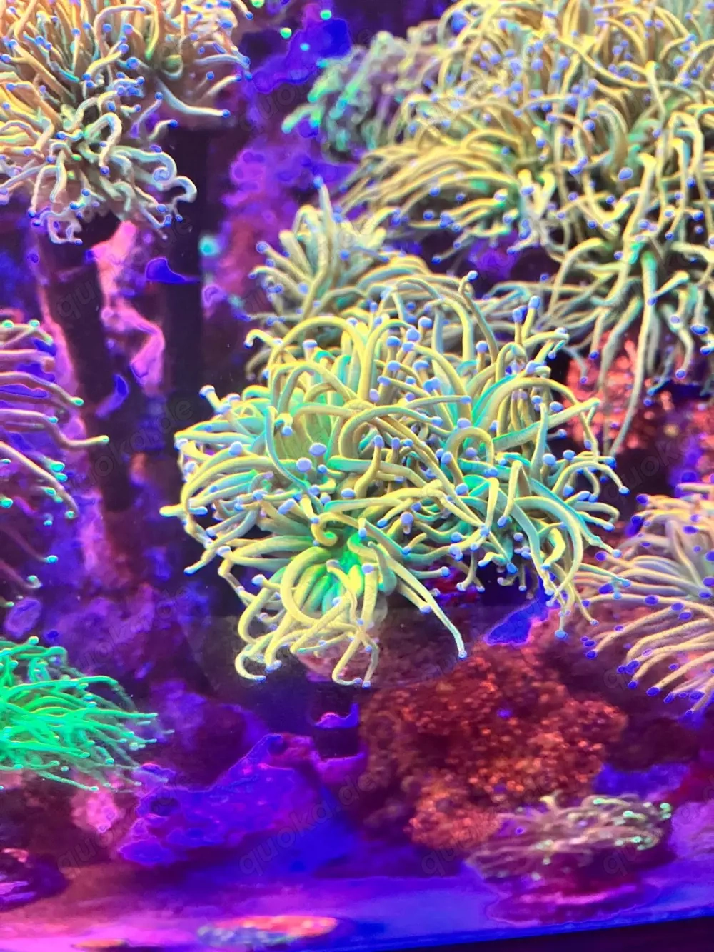 euphyllia holy grail ableger meerwasser korallen 