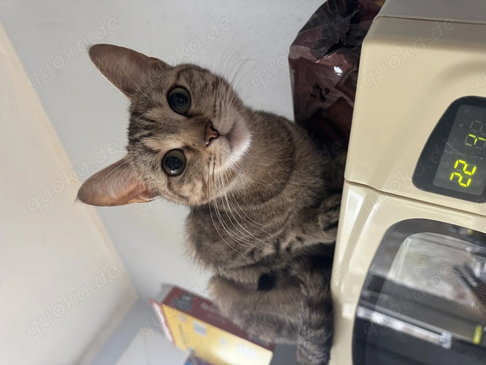 3 Schwestern suchen ein neues Zuhause 