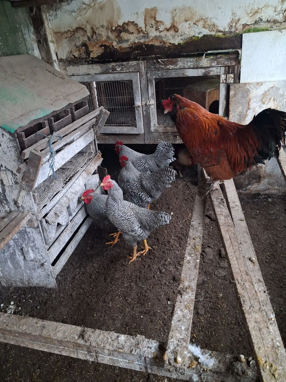 Hähne zu Verkäufen Amarock und Mix