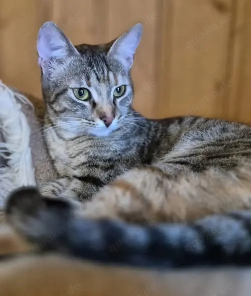 Junge Kätzin 117069 sucht ihren Dosenöffner