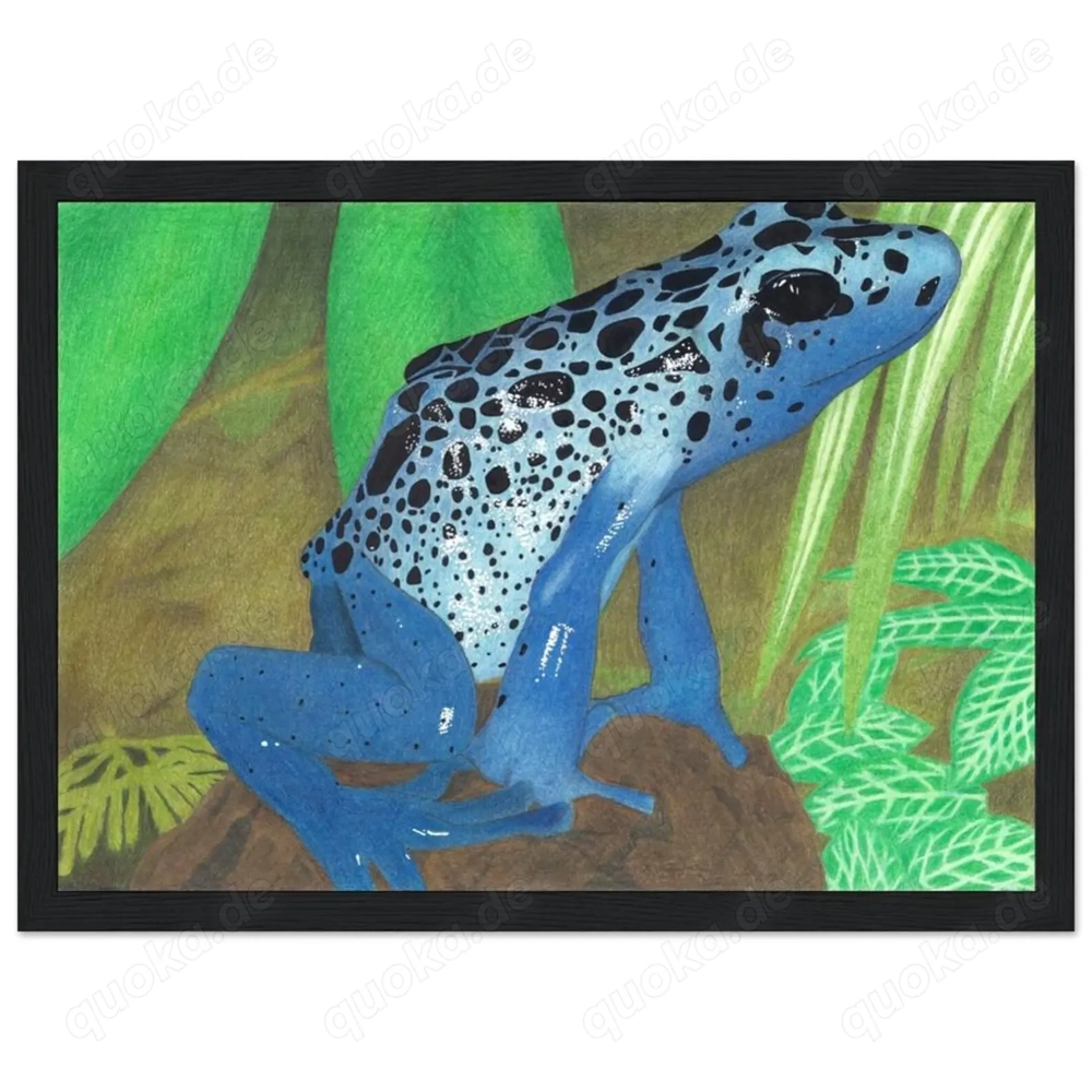  ich suche bezahlbare pfeilgiftfrösche