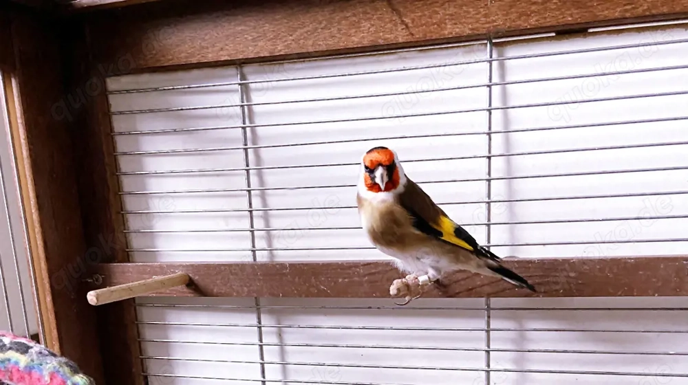 Gesucht: Stieglitz major Henne oder Paar (Naturfarbe, 2025)