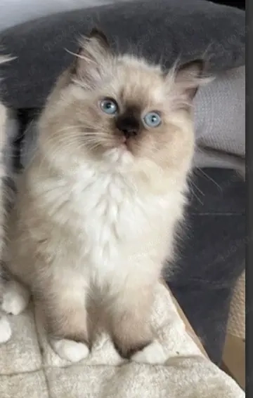 Ragdoll suche nach einem Ragdoll kitten weibchen !